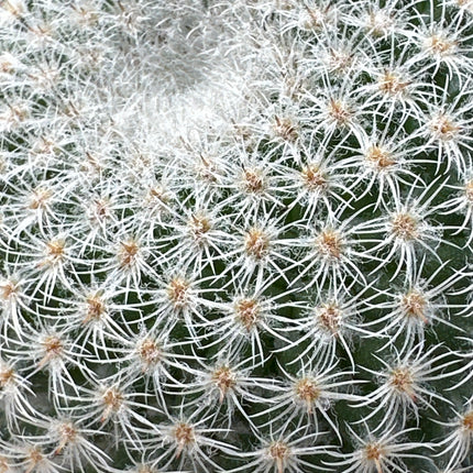 Mammillaria crucigera subsp. tlalocii | Eulenauge. Tlaloc-Biznaga