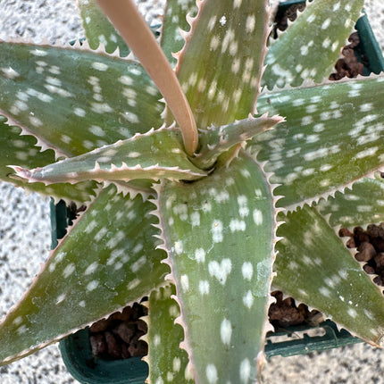 Aloe 'Fire Bird' | Aloe híbrido de Shannon Lyons’s