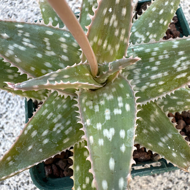 Aloe 'Fire Bird' | Aloe híbrido de Shannon Lyons’s