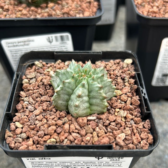 Euphorbia horrida var. Alba