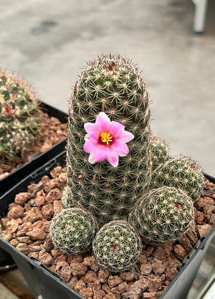 Mammillaria backebergiana
