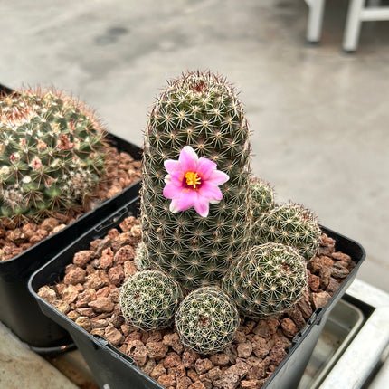 Mammillaria backebergiana sp. Ernstier