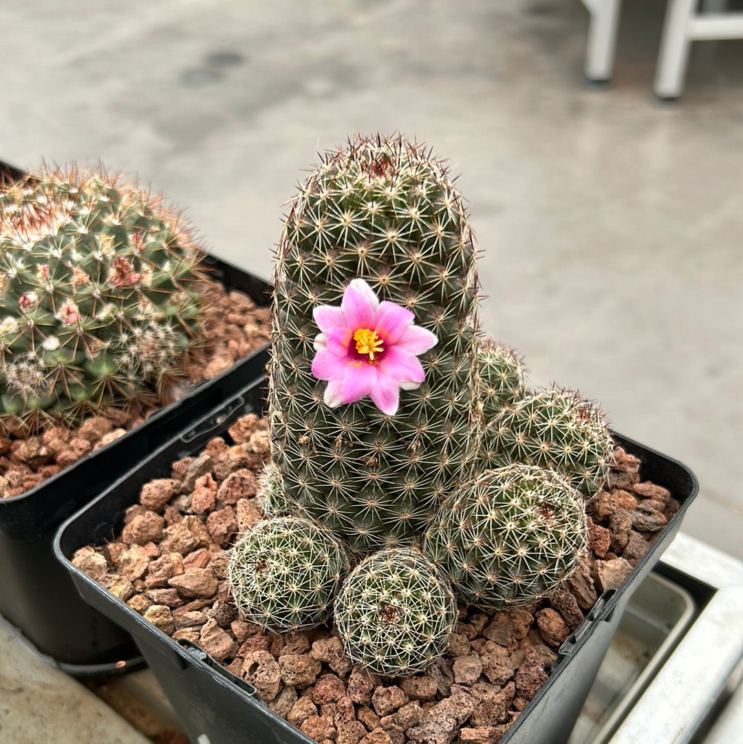 Mammillaria backebergiana