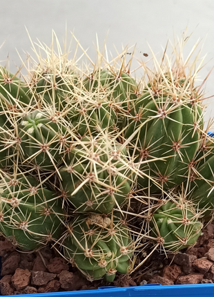 Echinocereus maritimus