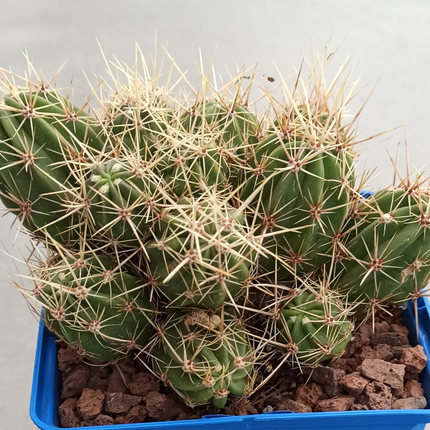 Echinocereus maritimus