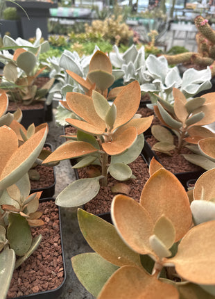 Kalanchoe orgyalis