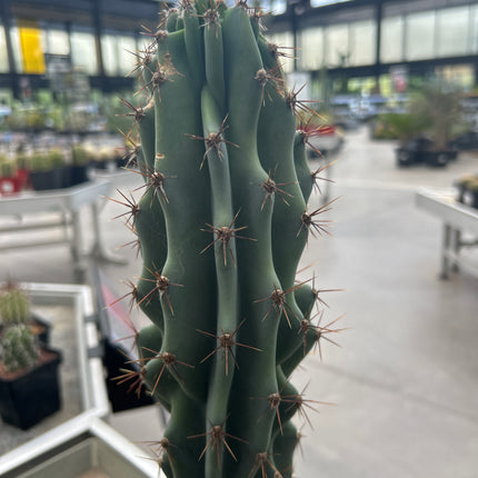 Cereus peruvianus var. monstruosa (Clon 2)