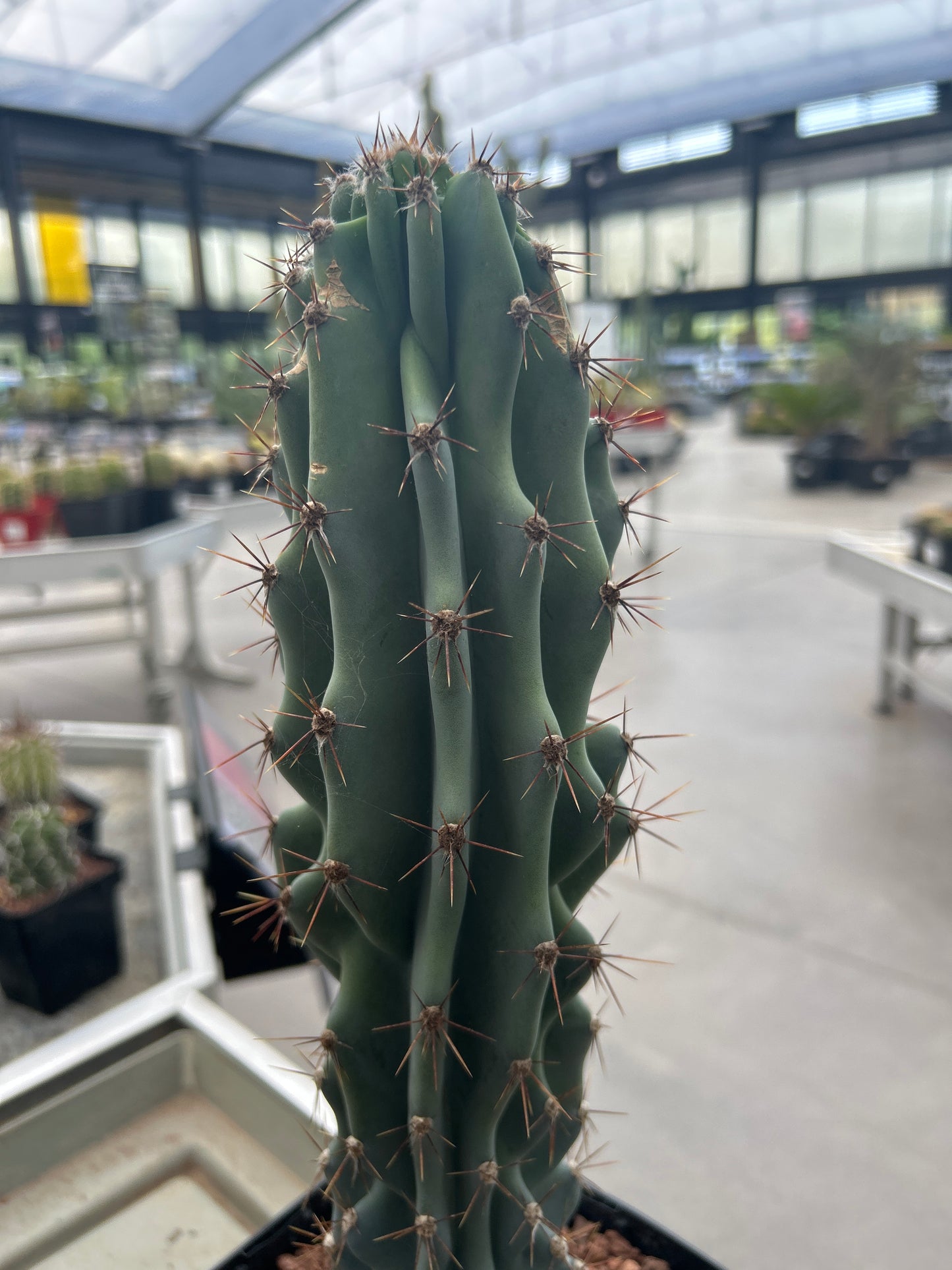 Cereus peruvianus var. monströs (Klon 2)