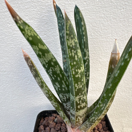Gasteria bicolor