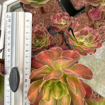 Aeonium 'Madeira rose'