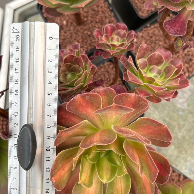 Aeonium ‘Madeira rose’