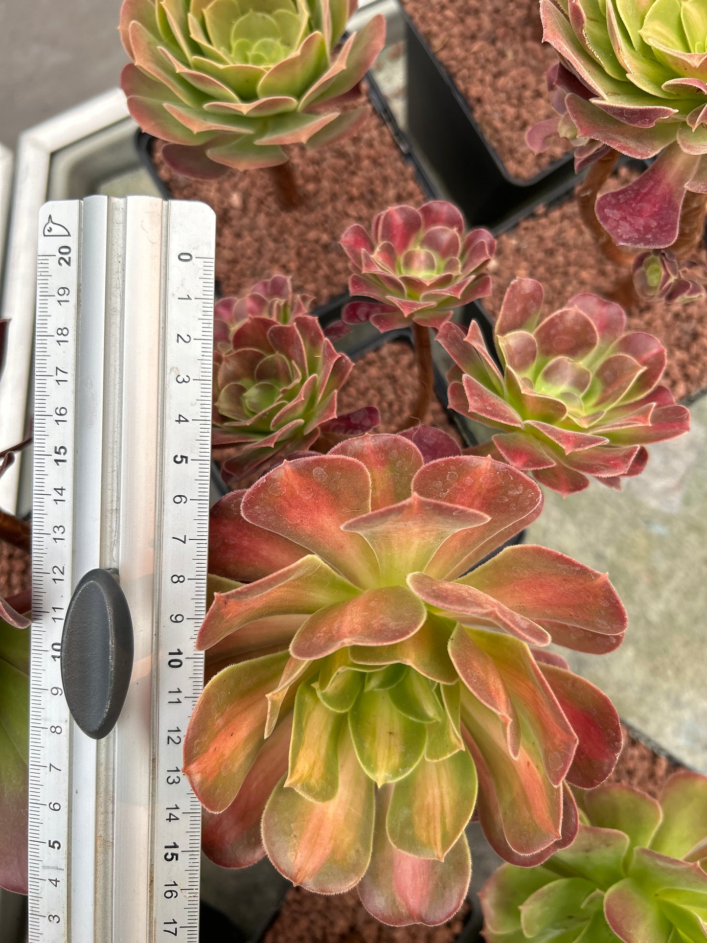 Aeonium ‘Madeira rose’