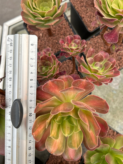 Aeonium 'Madeira-Rose'