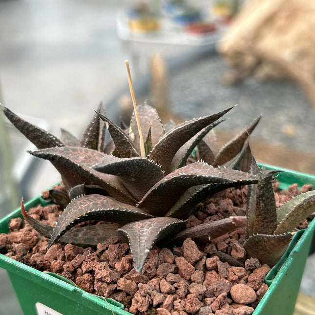 Haworthiopsis tessellata var. tessellata IB4371