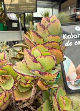 Kalanchoe laxiflora