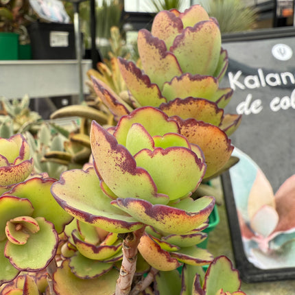 Kalanchoe laxiflora