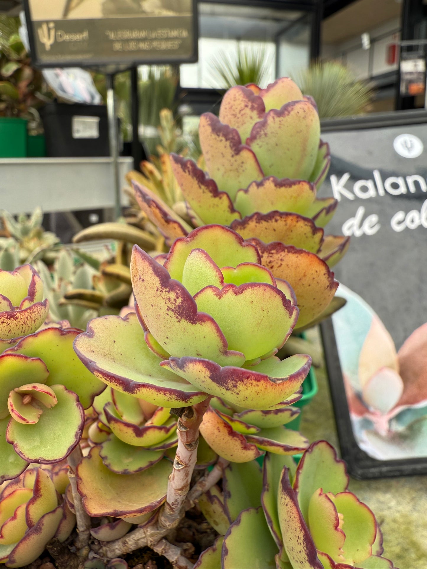 Kalanchoe laxiflora