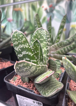 Gasteria excelsa 'Kalinyanga'