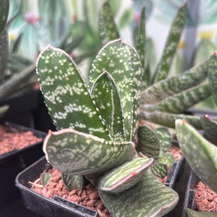 Gasteria excelsa 'Kalinyanga'