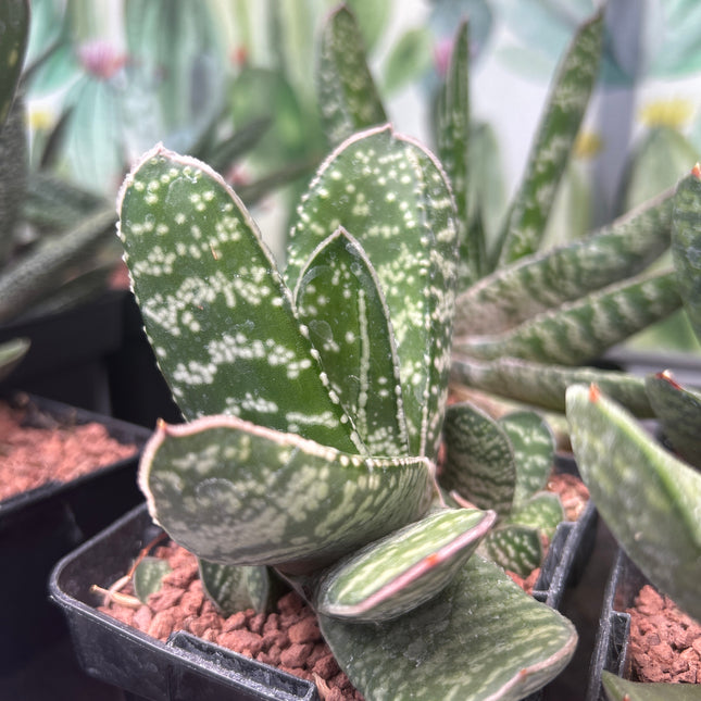 Gasteria excelsa ‘Kalinyanga’