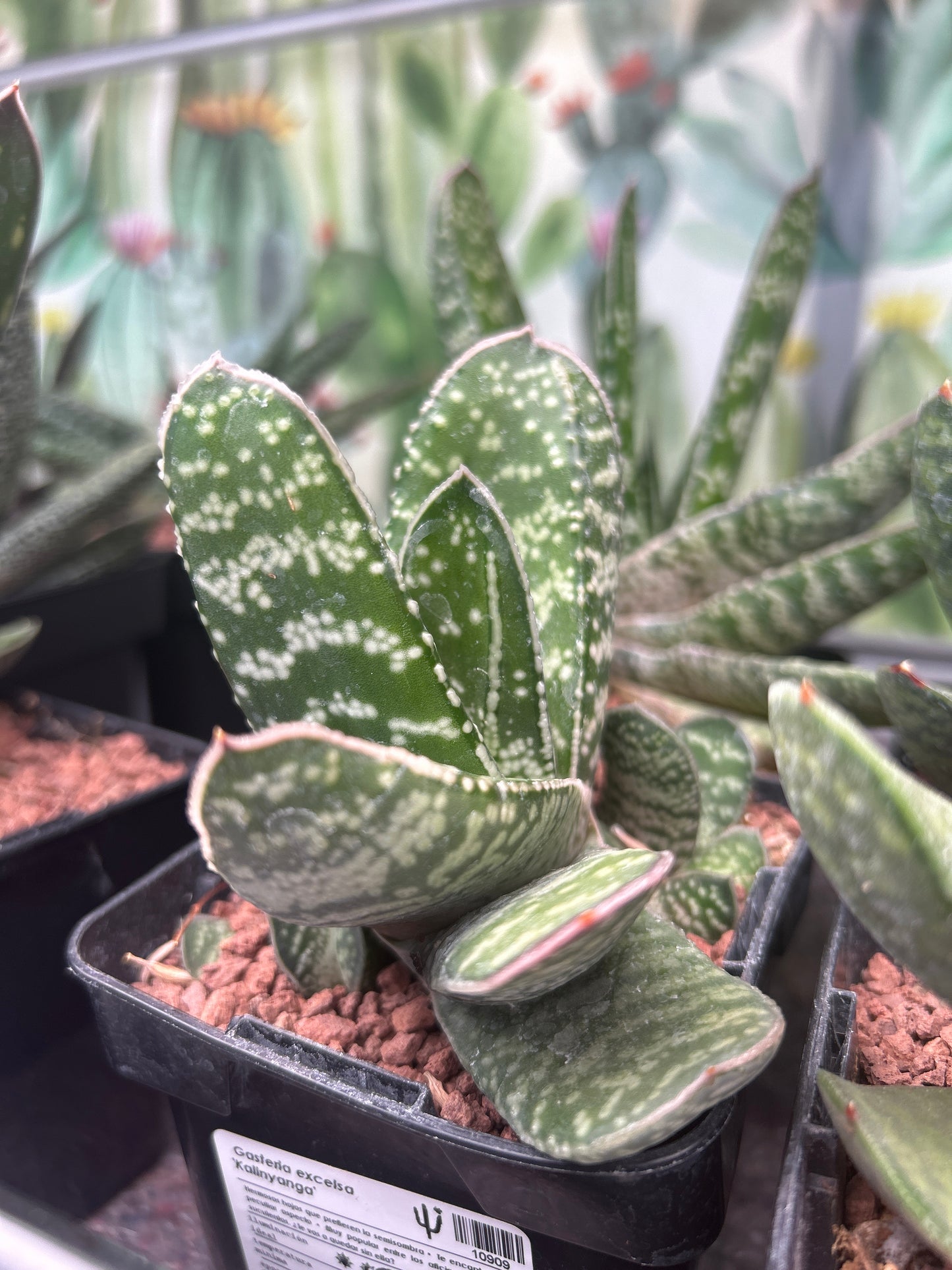 Gasteria excelsa ‘Kalinyanga’