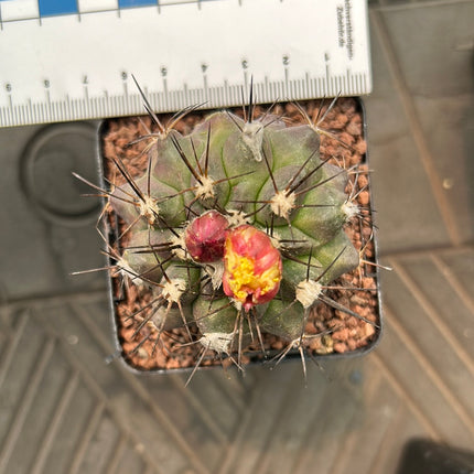 Neoporteria megliolii