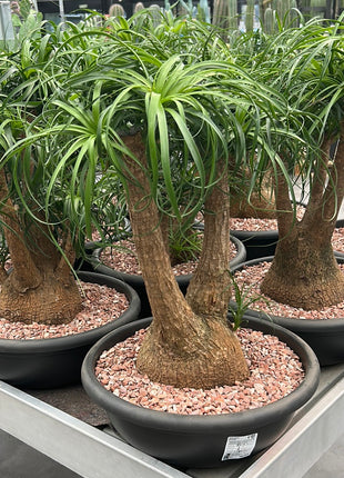 Beaucarnea recurvata “Pata de Elefante”