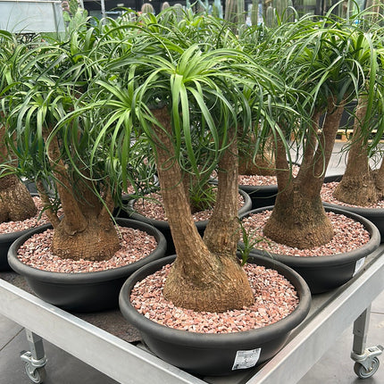 Beaucarnea recurvata “Pata de Elefante”