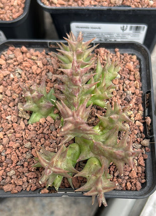 Huernia laevis