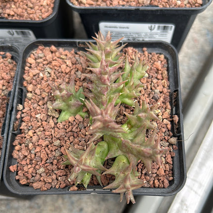 Huernia laevis