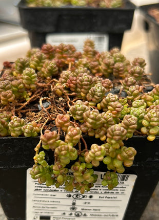 Crassula corallina sp. macrorrhiza