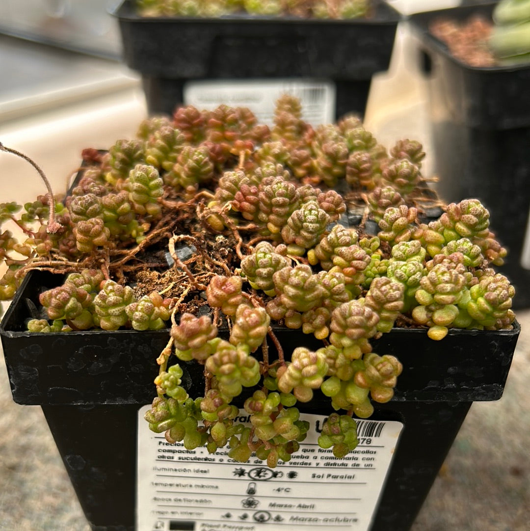 Crassula corallina sp. macrorrhiza