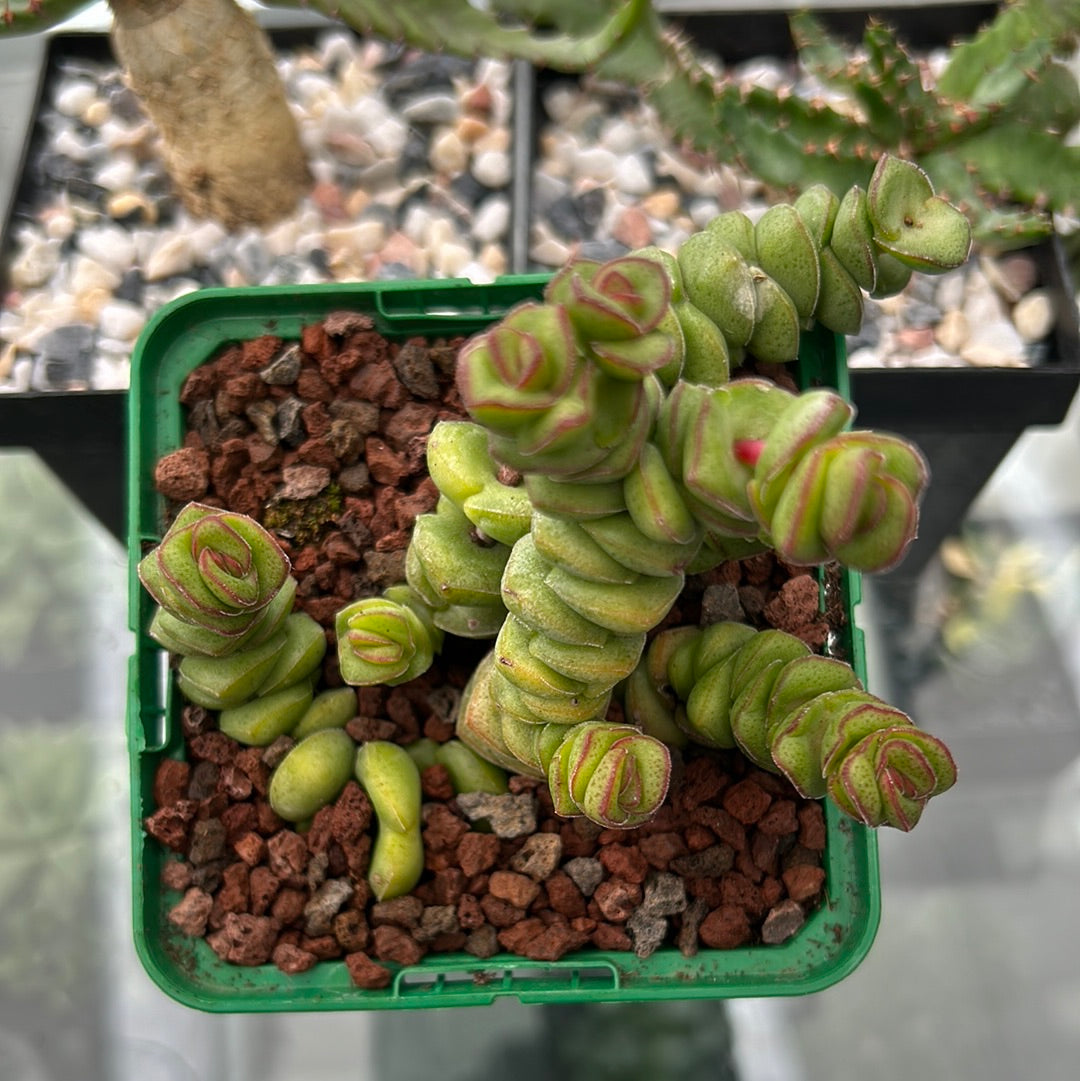 Crassula perforata rupestris