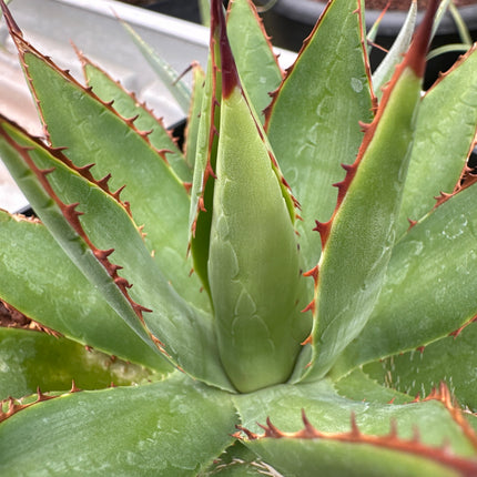 Agave bovicornuta