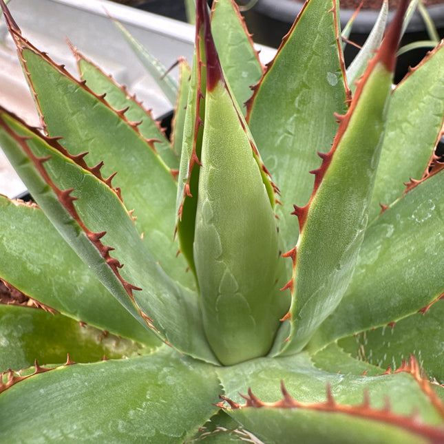 Agave bovicornuta