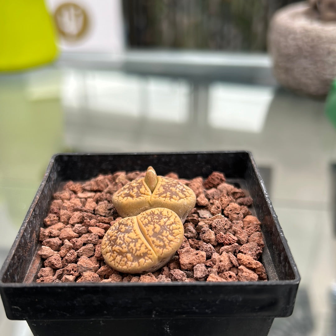 Lithops schwantesii