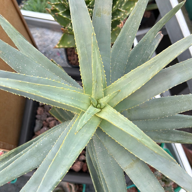 Aloidendron dichotomum