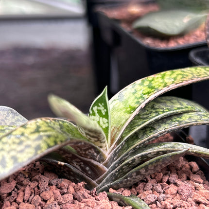 Gasteria bicolor var. Liliputaner