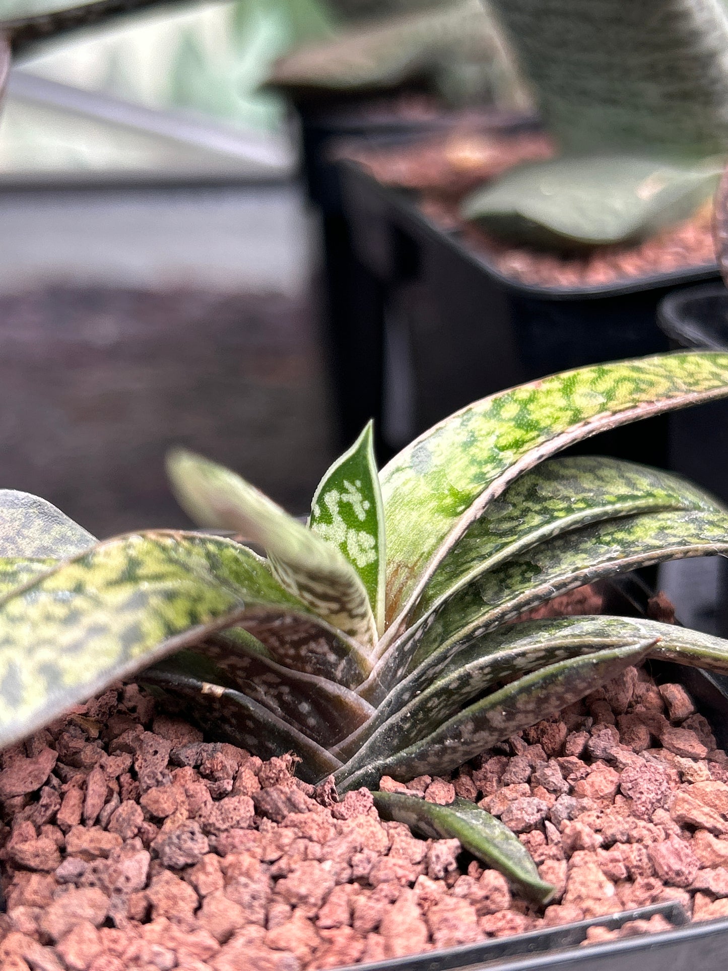 Gasteria bicolor var. liliputiana