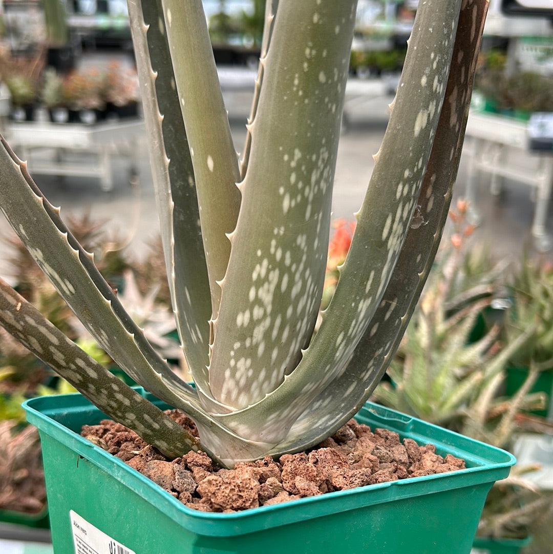 aloe vera planta de interior o exterior Aloe vera – DesertSTORE.es