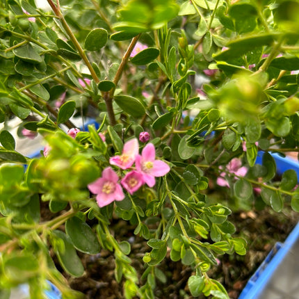 Boronia crenulata