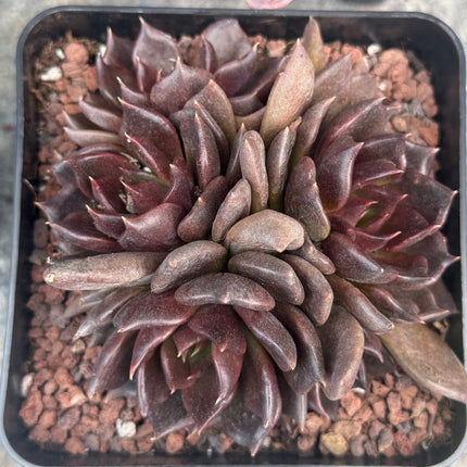 Echeveria ‘Black Princess’