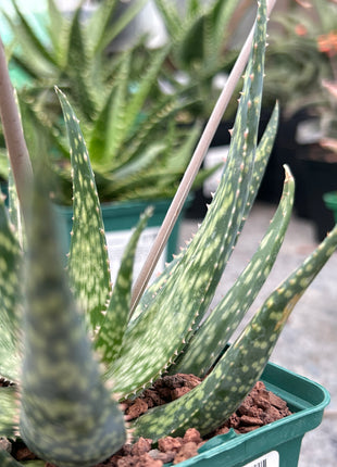 Aloe 'Mintstreifen'