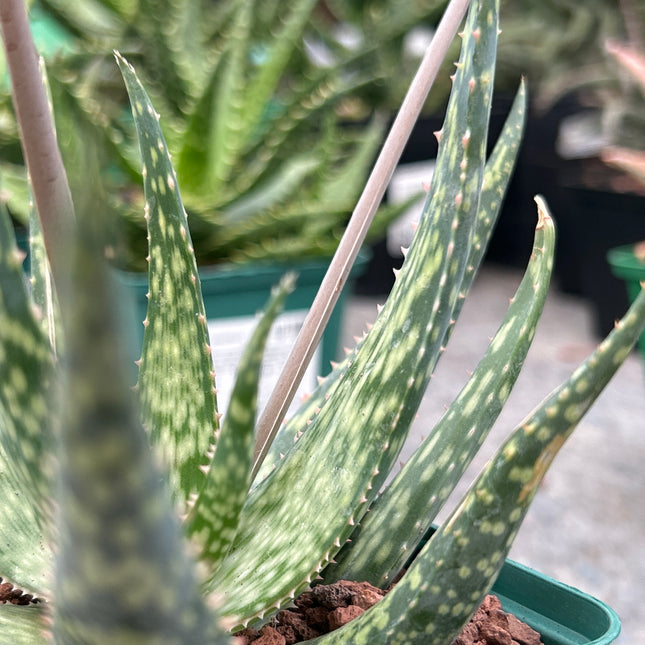 Aloe 'Mint stripes'