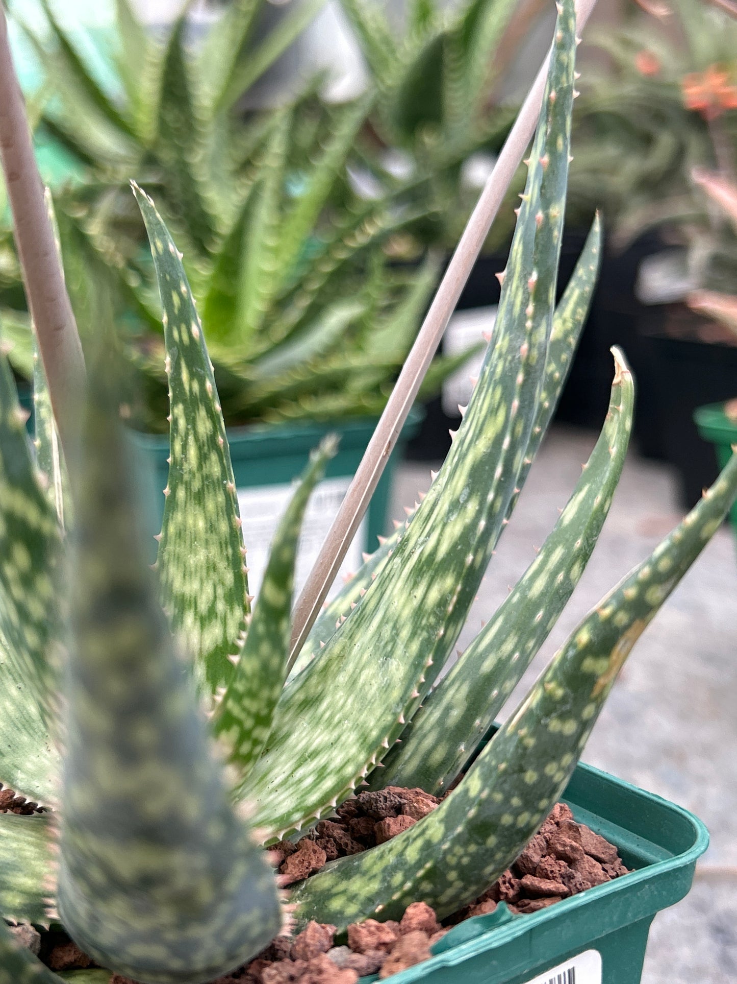 Aloe ‘Mint stripes’