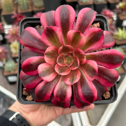 Aeonium 'Cornish rose' variegated