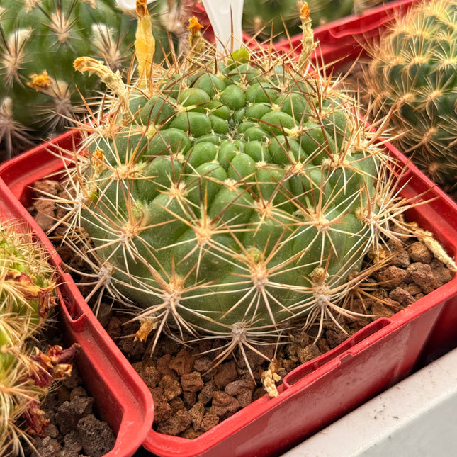 Weingartia neocumingii subsp. sucresis