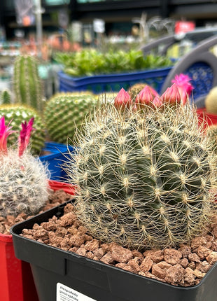 Neoporteria gerocephala