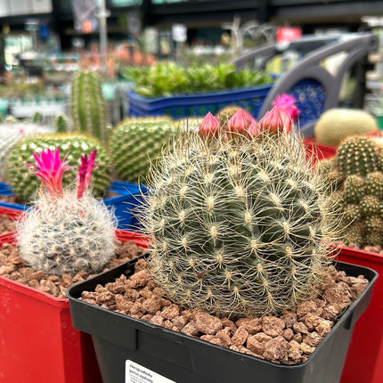 Neoporteria gerocephala