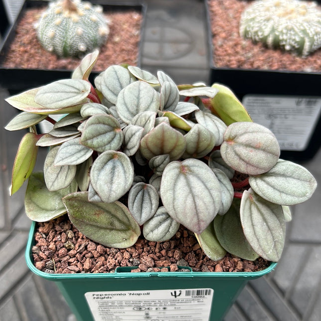 Peperomia ‘Napoli nights’